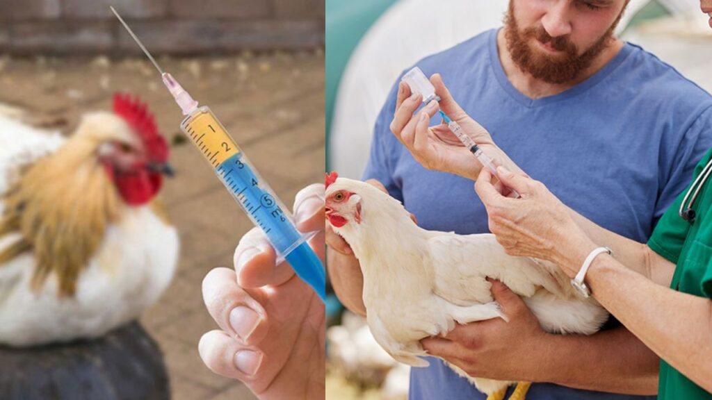 Do Broiler Chickens Really Get Hormone Injections? Experts Reveal the Truth