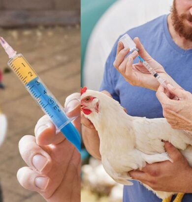 Do Broiler Chickens Really Get Hormone Injections? Experts Reveal the Truth