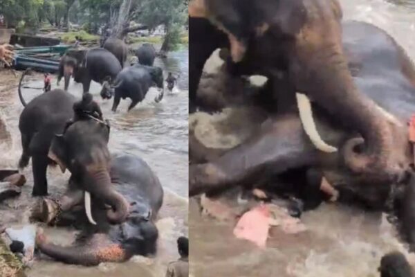 Woman Tourist Killed in Elephant Clash at Karnataka’s Dubare Camp